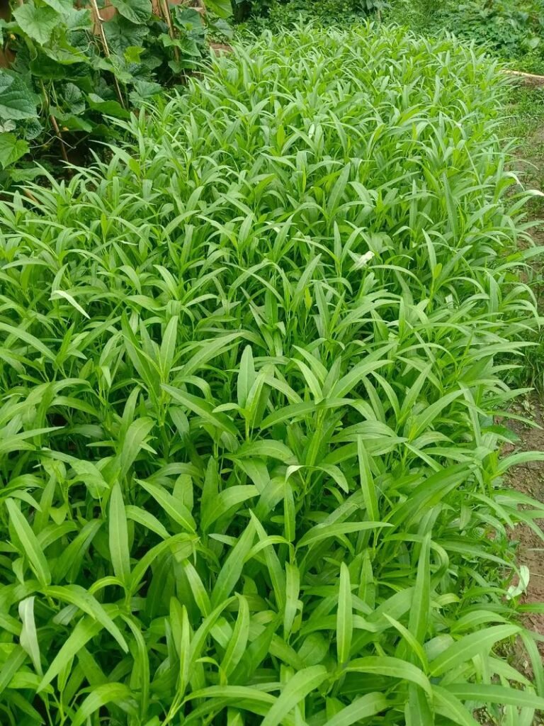 Stir-Fried Water Spinach